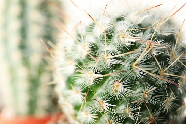 Cacti , macro. House plant