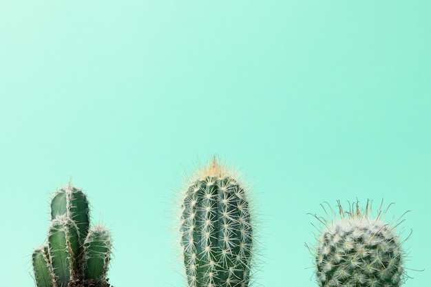 Cacti on mint surface