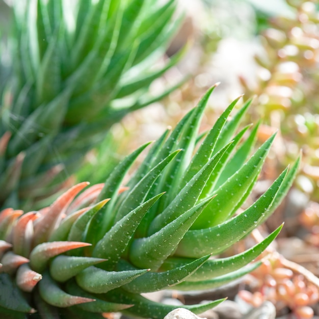 Cacti in nature.