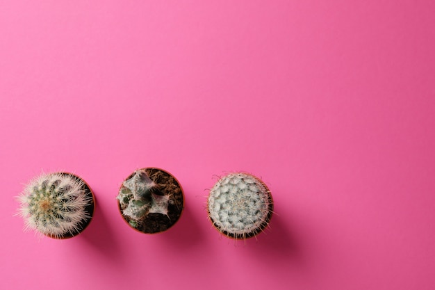 Cacti on pink surface and space for text