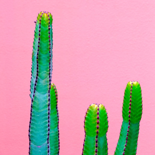 Cacti on the pink wall. Plants on pink fashion idea