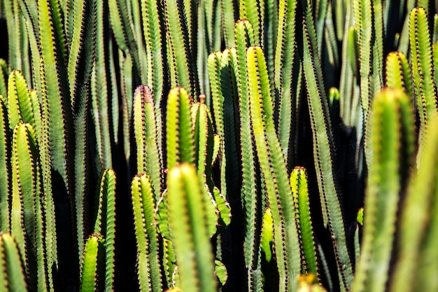 Cacti plant under the sun