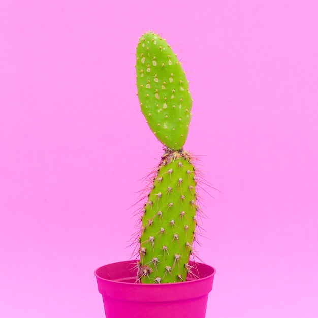 Cacti in a pot. cactus fashion creative concept. plants on pink art