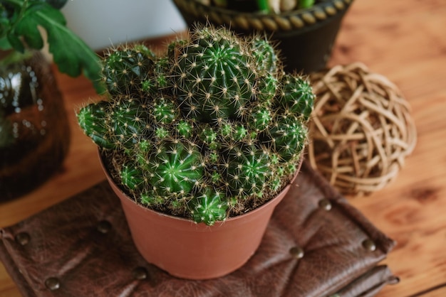 Cacti in pot