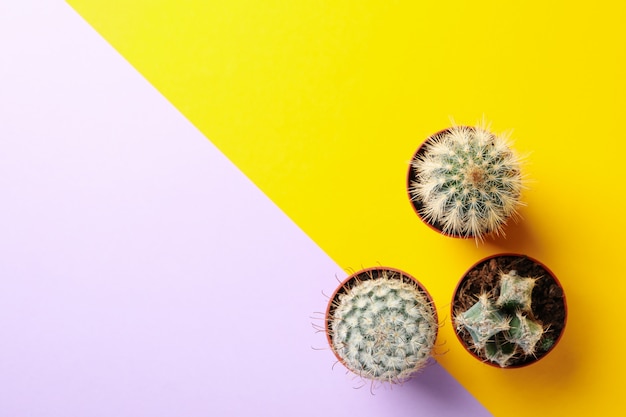 Cacti in pots on two tone background, top view