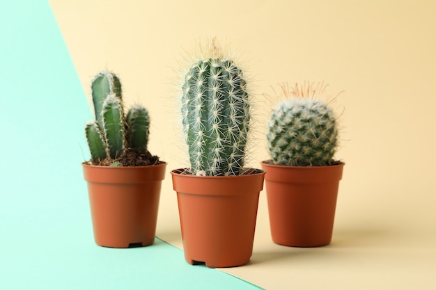 Cacti in pots on two tone surface. House plants