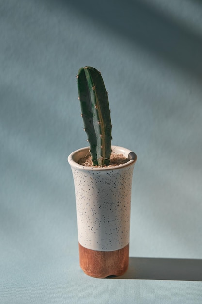 Cacti succulent Cereus in a ceramic pot lighted with sunlight