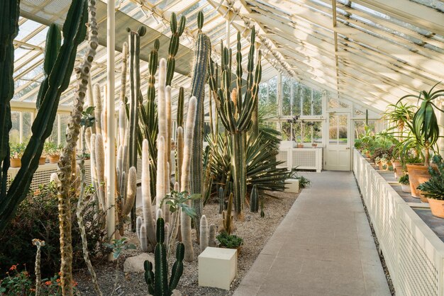 温室内のカクティと果実植物