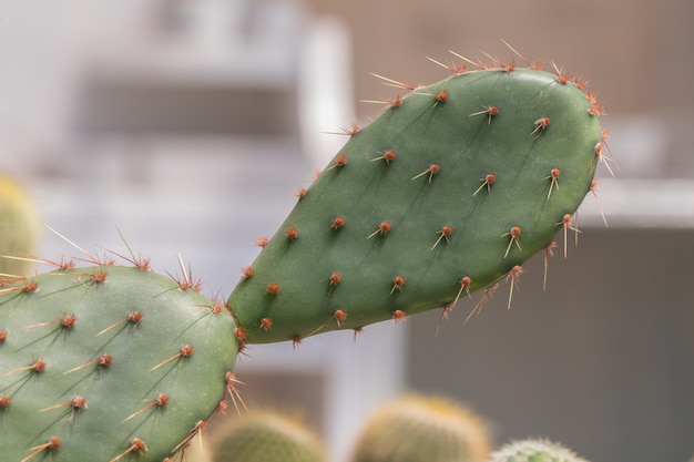 Cacti and succulents  in the garden.Cactus is beautiful plant.