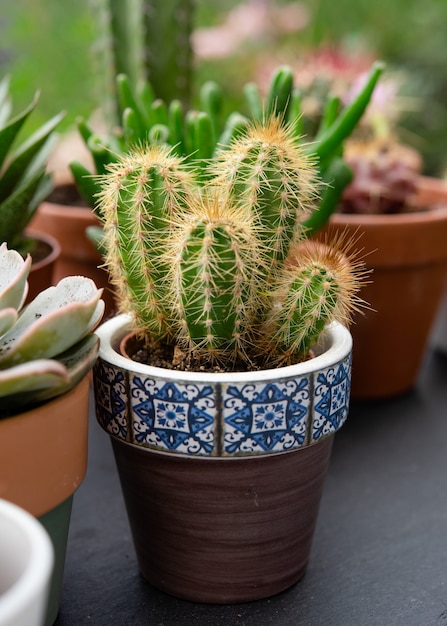 Cacti and succulents in pots sold in a shop