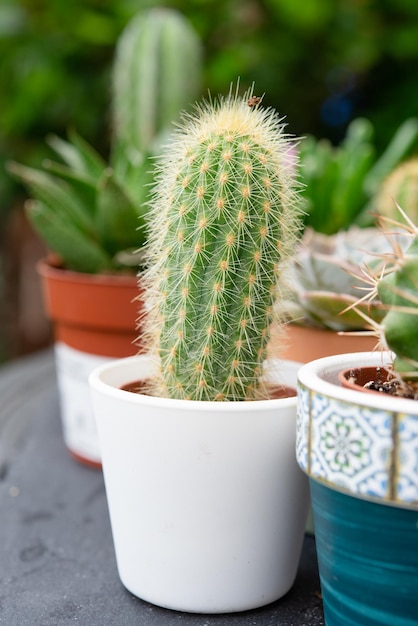 Cactus e piante grasse in vaso vendute in un negozio