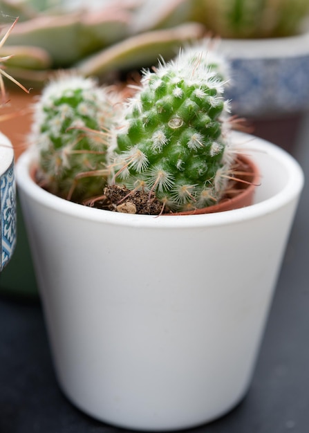 Cacti and succulents in white  pot selling  in a shop