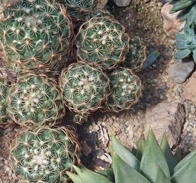 cacti and succulents