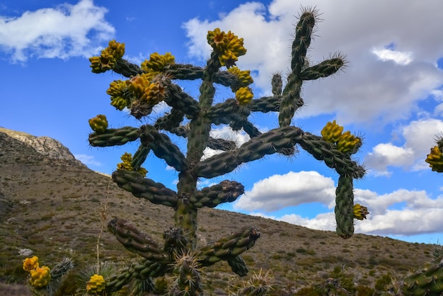 Фото cacti tree cholla cylindropuntia imbricata на фоне голубого неба в горном ландшафте в нью-мексико, сша