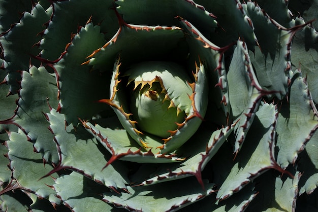 Cactus achtergrond cactussen ontwerp of cactussen patroon