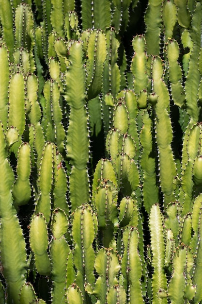 Cactus achtergrond cactussen ontwerp of cactussen patroon