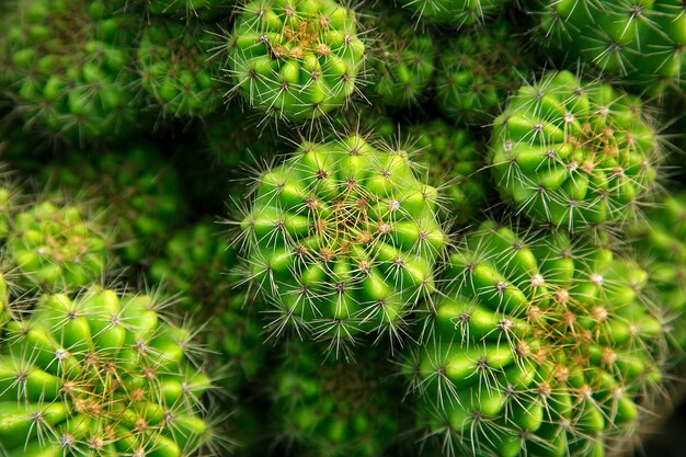 Cactus achtergrond