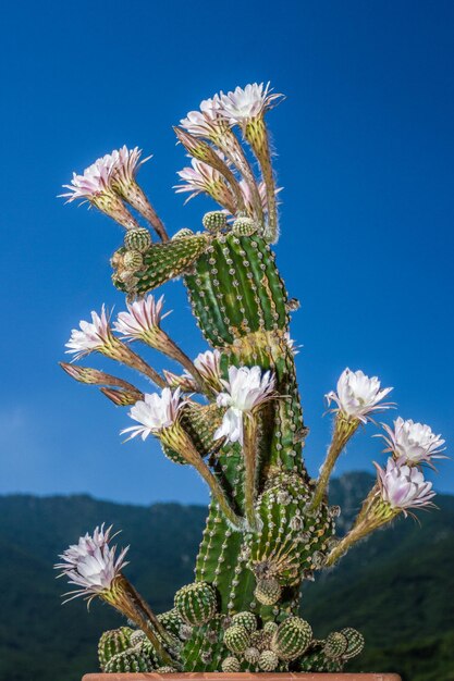 Foto cactus contro un cielo blu limpido