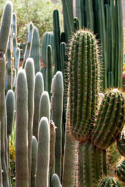 Photo cactus and aloe vera in the majorelle garden in marrakech morocco