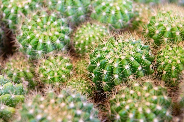 写真 カクタスとカクタスの花は装飾に人気があります