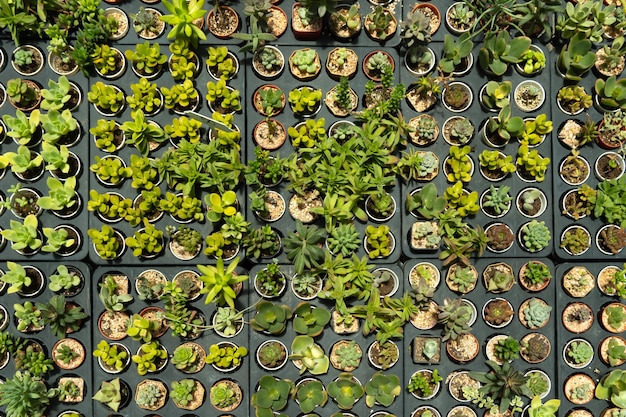 Cactus are grown and sold in a cactus shop that has a wide variety of cactus .