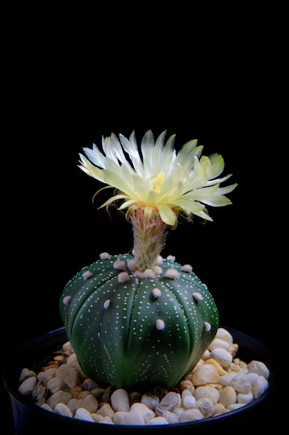 Cactus astrophytum asterias flower blooming