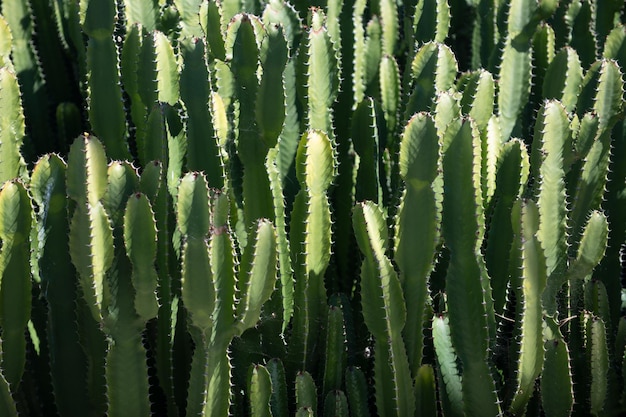 Sfondo di cactus, design di cactus o motivo di cactaceae.