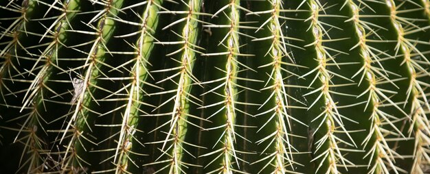 Cactus backdround cacti design or cactaceae pattern