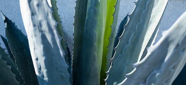 Cactus backdround cacti design or cactaceae pattern