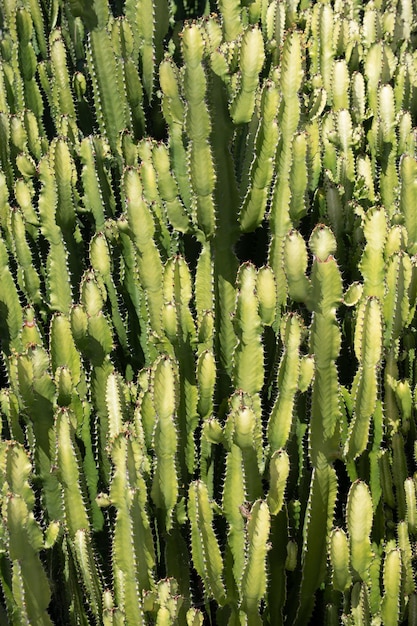 Cactus backdround cacti design or cactaceae pattern