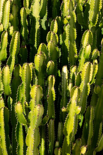 Cactus backdround cacti design or cactaceae pattern