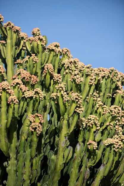 Cactus backdround cacti design or cactaceae pattern