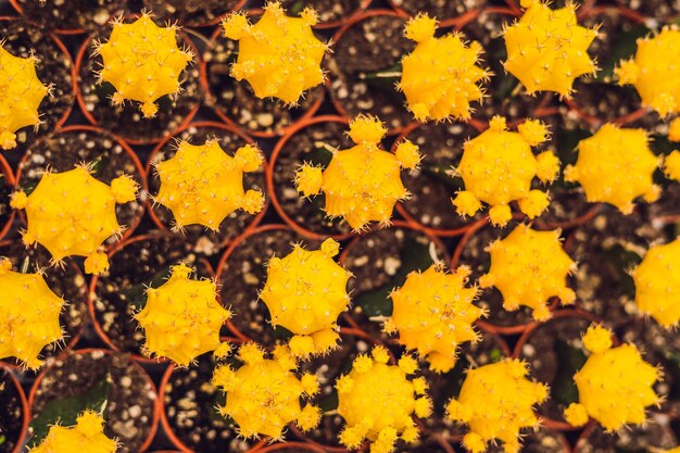 Cactus background pattern. small cacti in pots