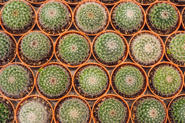 Cactus background pattern. Small cacti in pots