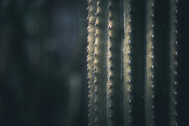 Cactus background with spikes Copy space Selective focus