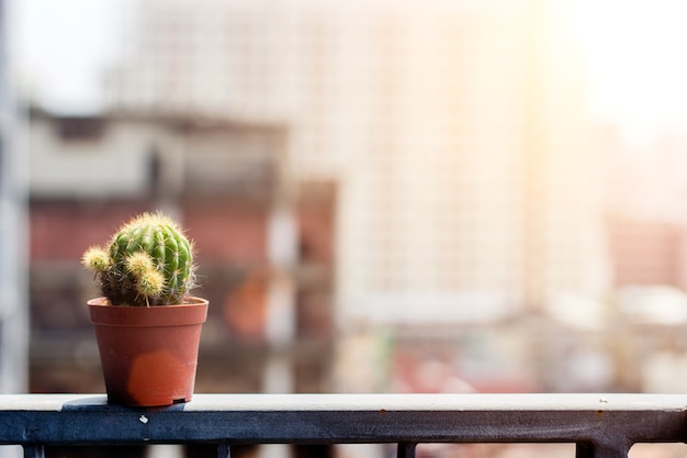 cactus on balcony in morning light