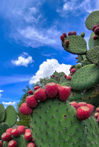 Cactus berries against the summer sky