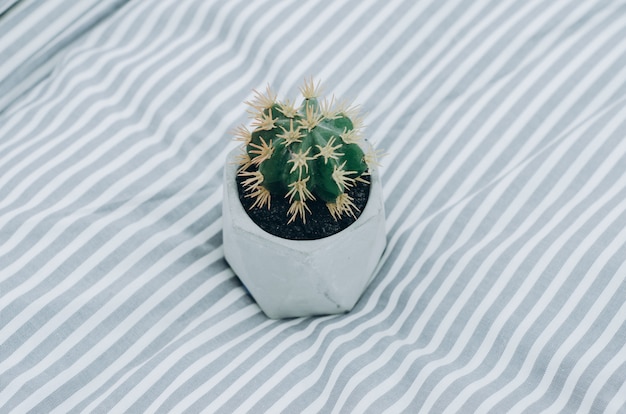 Photo cactus on blanket on the bed at home