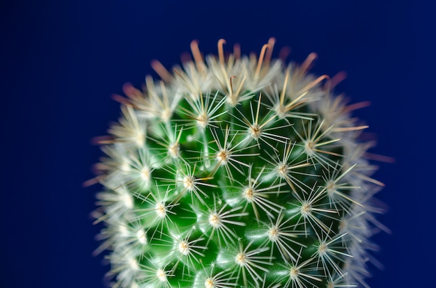 Cactus, blauwe achtergrond