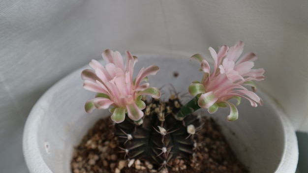 Foto cactus bloeit als een pom pom