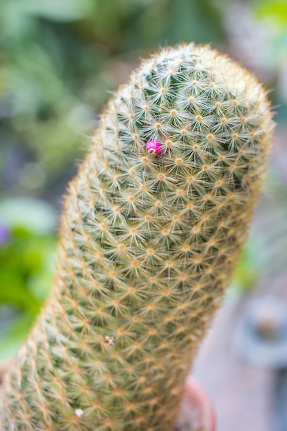 Cactus bloeit een roze bloem. Het is sierlijk en vol stekels, kan in zand groeien.