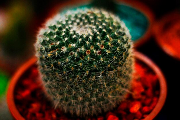 Foto cactus bloem close-up natuurfotografie