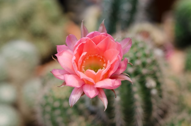 cactus bloem