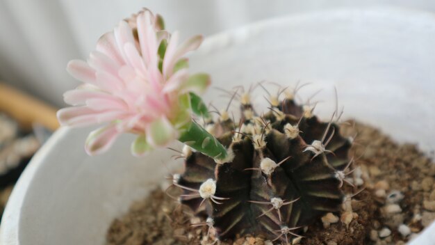 Cactus bloemen