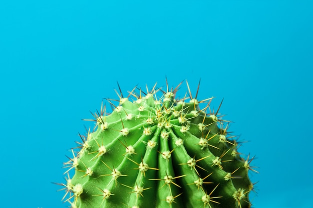 cactus on blue background closeup