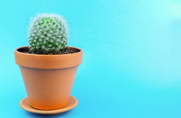 Cactus su un blu