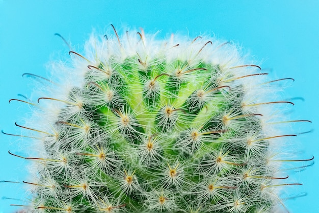 Cactus on a blue .