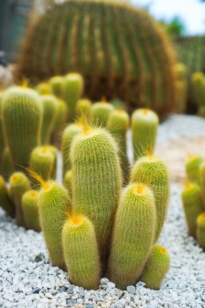 Foto foto sfocata di cactus