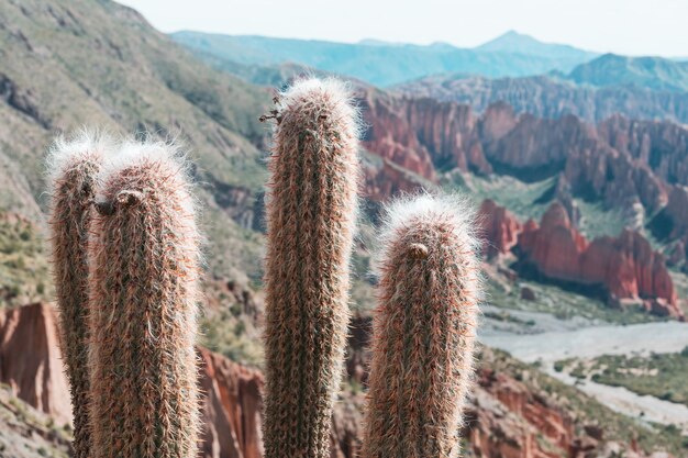 Photo cactus in bolivia