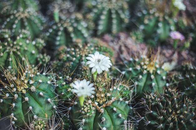 Cactus boom close-up